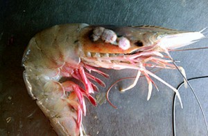 Deformed Shrimp